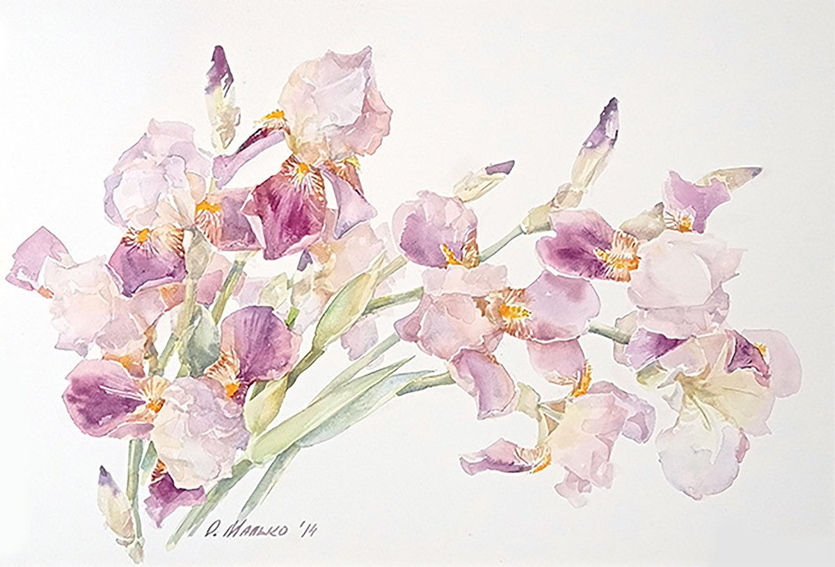 Irises wave / ORIGINAL watercolor 22x15in (56x38cm). (Flowers on a white background) by Olha Malko