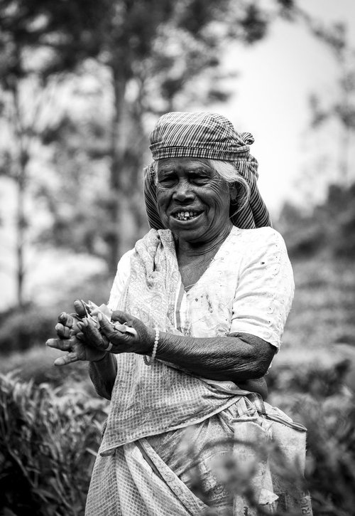 Tea Picker Ella  - Sri Lanka by Stephen Hodgetts Photography