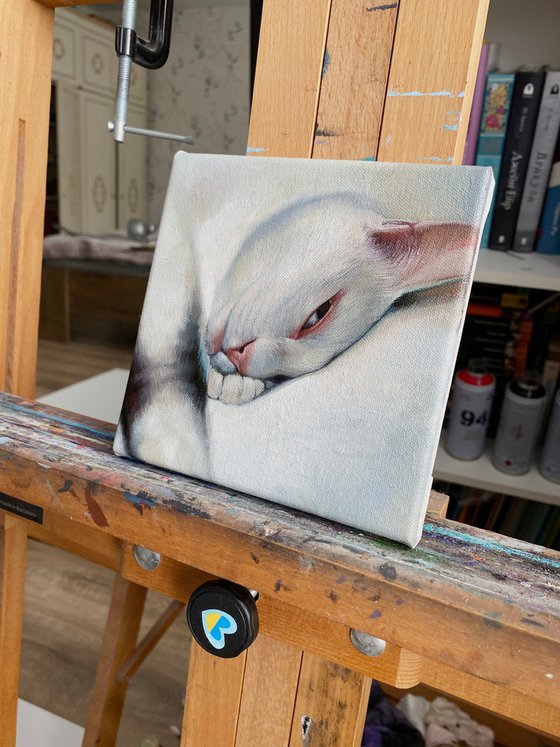 Cat Portrait