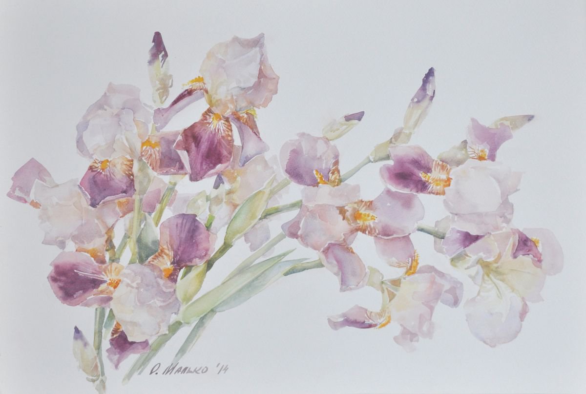 Irises wave / Burgundy flowers Watercolor irises Floral painting by Olha Malko