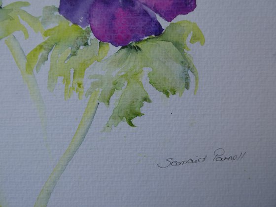 Anemone Promise -SOLD