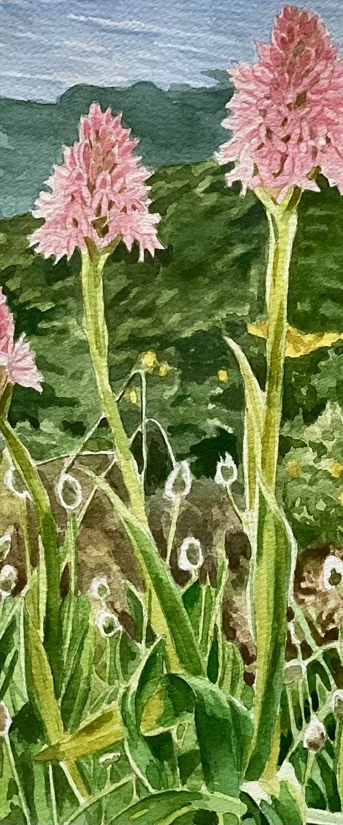 Wild orchids Spetses by Rosalind Forster