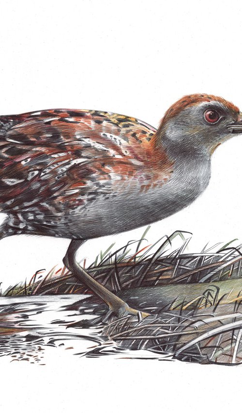 Baillon's Crake by Daria Maier