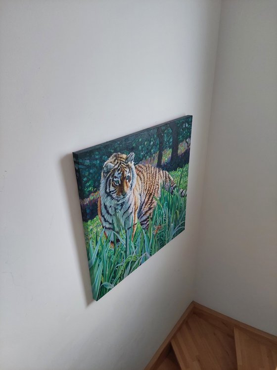Amur Tiger - First Encounter