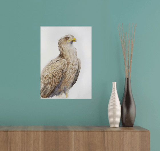 Watchful Buzzard bird portrait