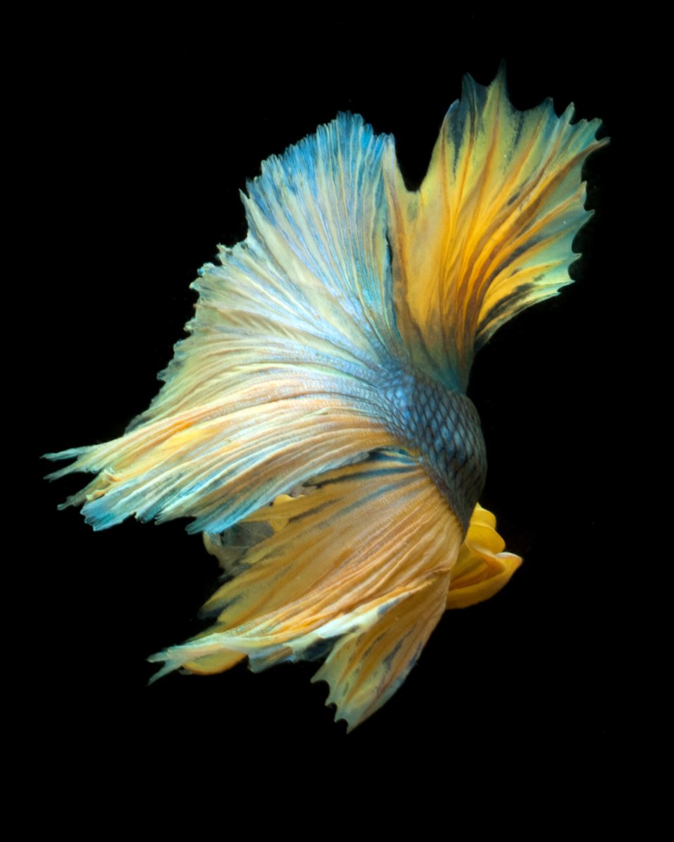 Photorealistic Animal Photograph By Michael Filonow, 34 X 42", Beta 85, Original Artwork