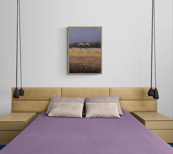 Lavender Fields 1