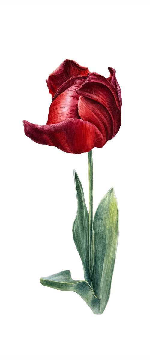 Red tulip Painting by Yuliia Prokopchuk
