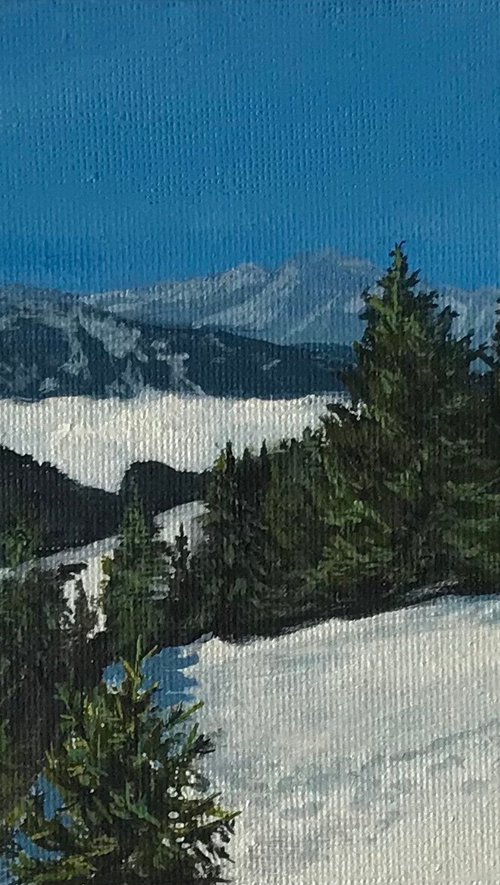Sunlit Firs by Alastair Paynter