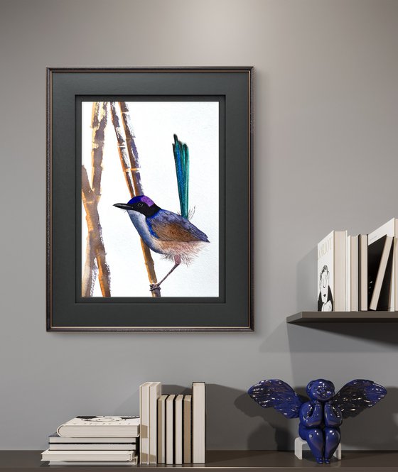Purple-crowed Fairy-wrens