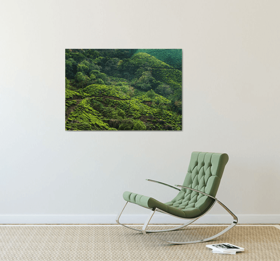 Tea plantation - Landscape photography