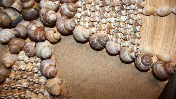 Composition of shells