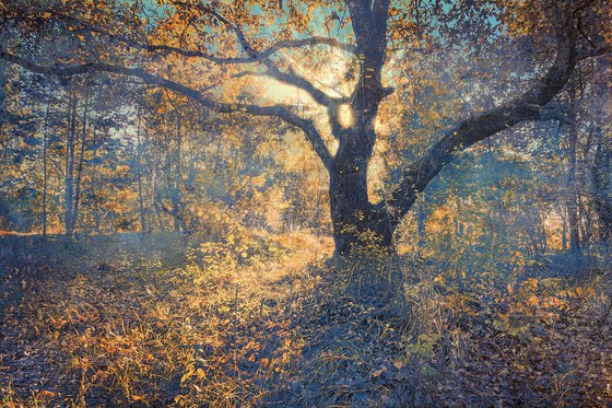 Autumn palette. In the warm light.