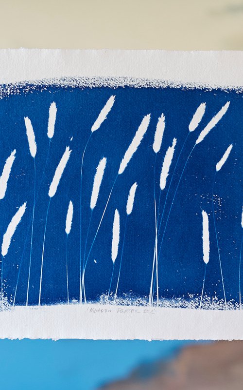 Meadow Foxtail #2 (Cyanotype) by Ed Watts