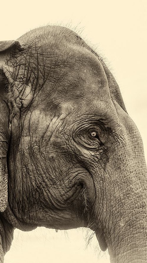 ELEPHANT WISDOM by Andrew Lever