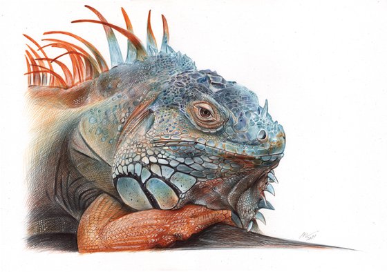 Green Iguana