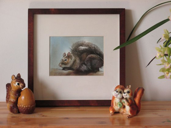 baby squirrel