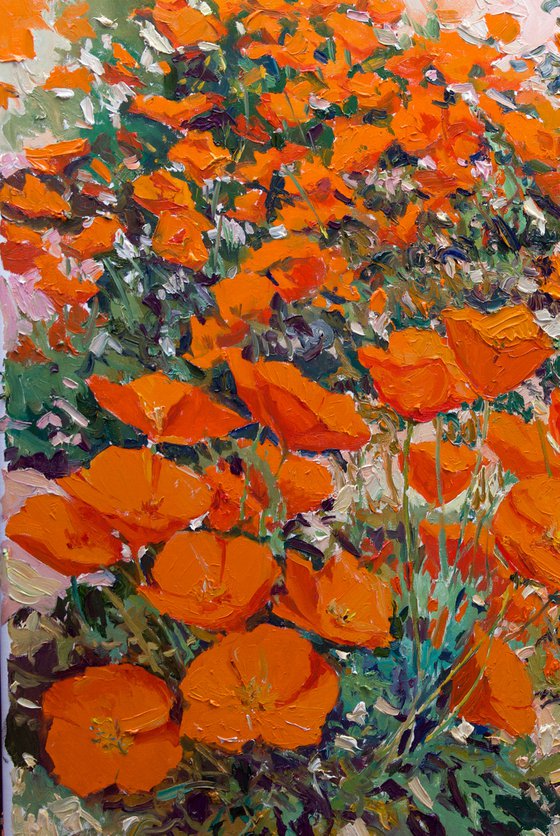 California Poppies