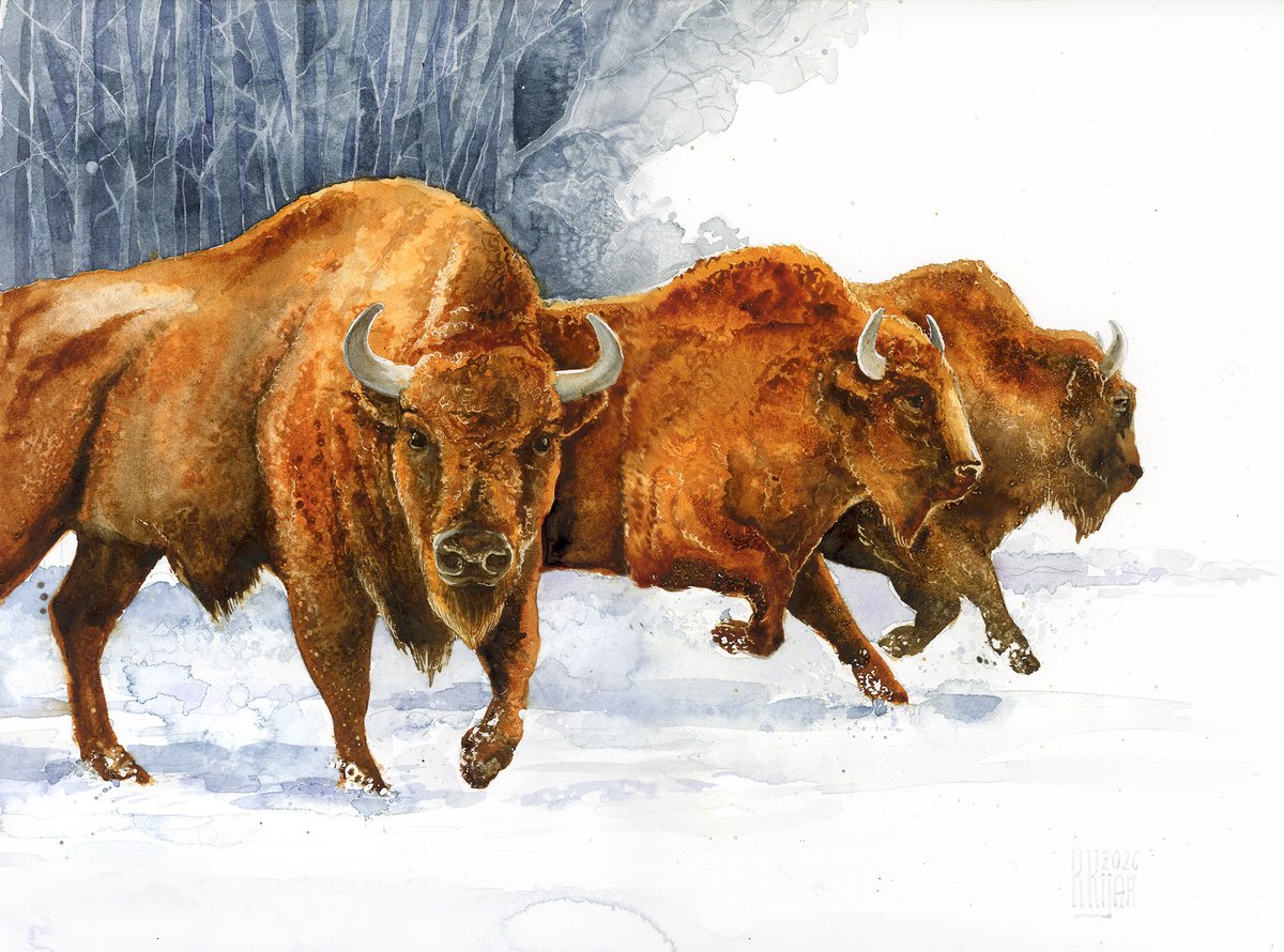Watercolour , European Bison By Karolina Kijak, 16 X 12, Artwork For Sale On Artfinder