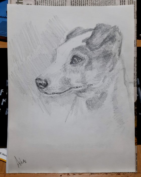 Jack Russel Terrier Portrait  -Pet Dog sketch