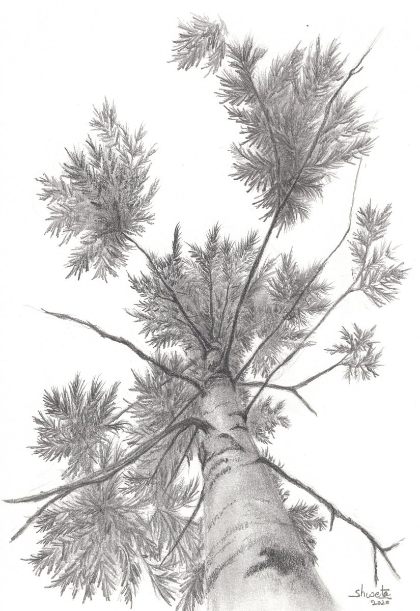 Longleaf Indian Pine Tree Pencil Drawing by Shweta Mahajan