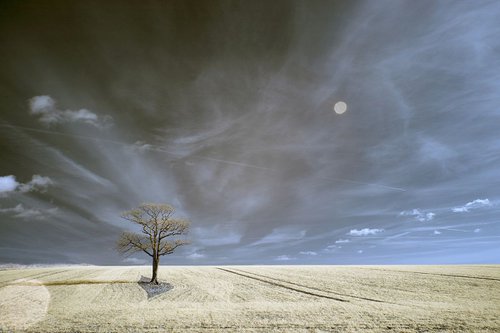 Kithurst Tree by Ed Watts