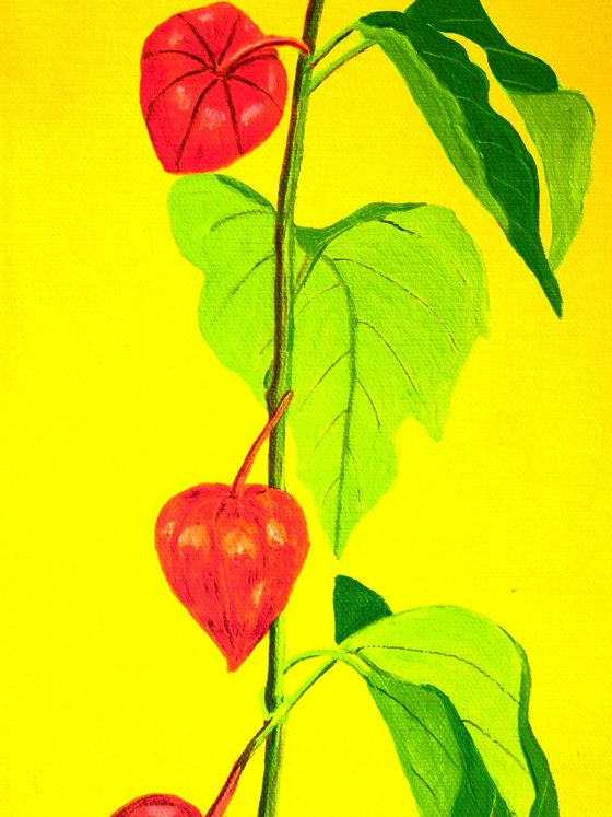 Chinese Lanterns (Physalis)