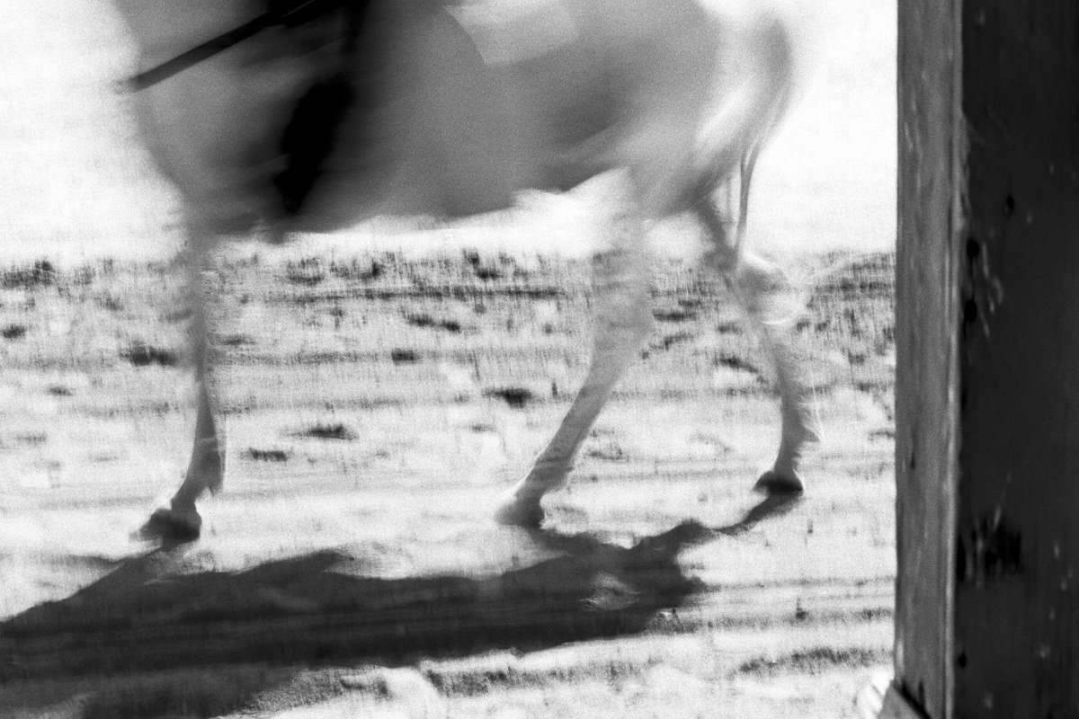 Expressive Animal Photograph By Lionel Le Jeune, 30 X 20", Cheval, Original Artwork