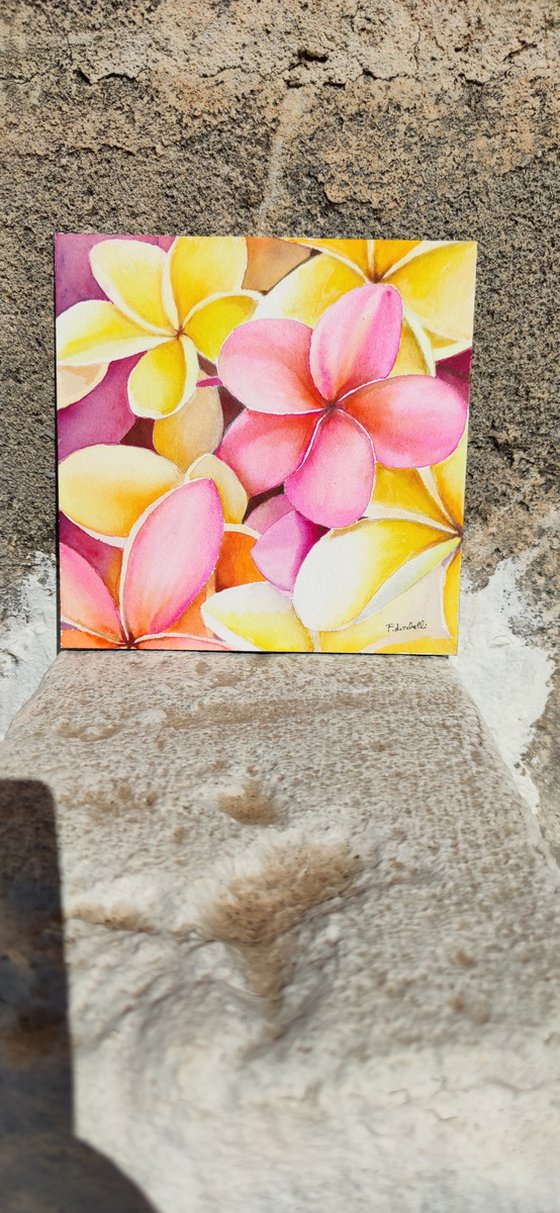 Frangipani