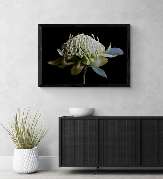 White Waratah Flower