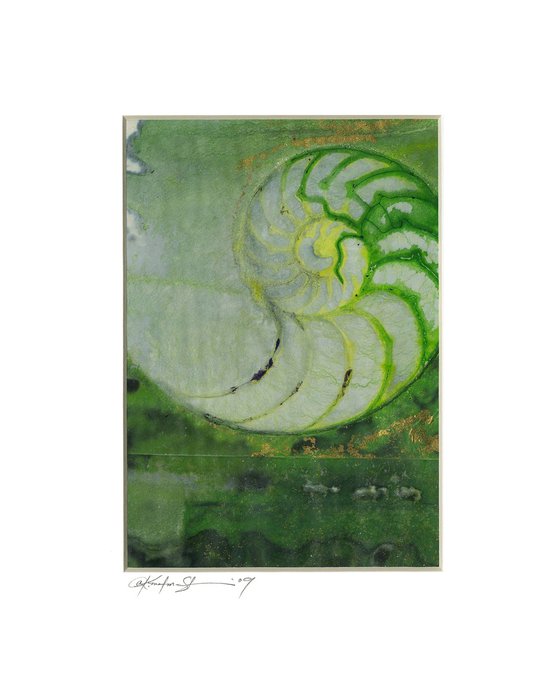 Nautilus Shell Collection 21