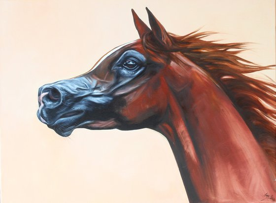 Arabian horse
