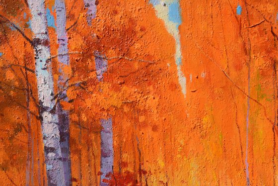 Birch trees forrest 080