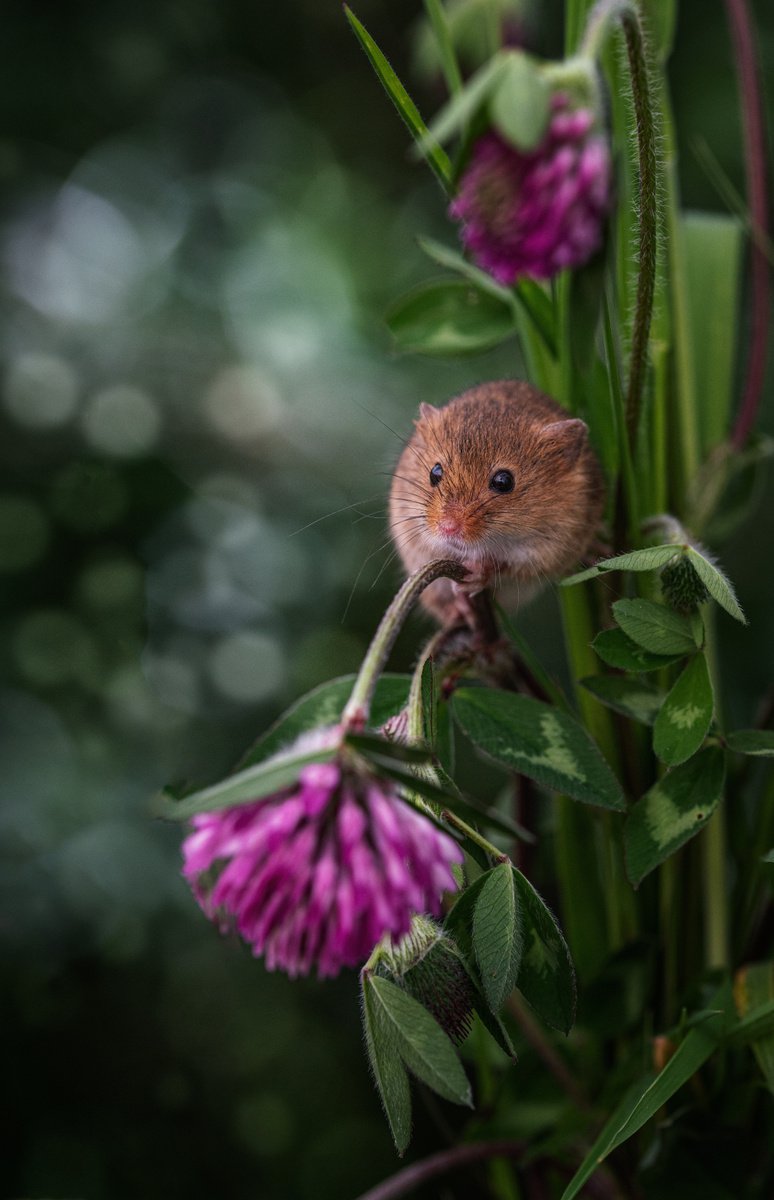 Photorealistic Photograph , Harvest Mouse In The Clover By Paul Nash, 16 X 24, Artwork For Sale On Artfinder