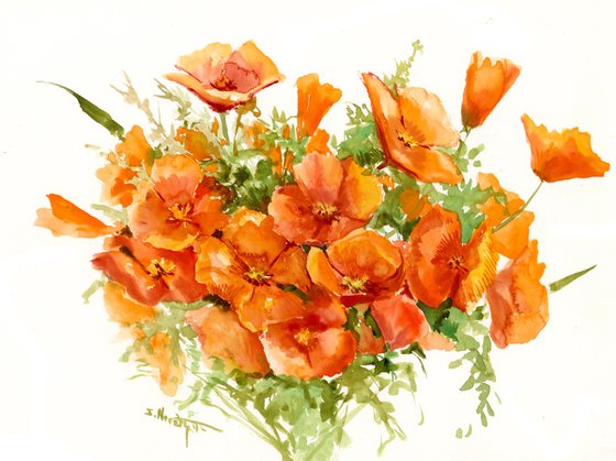 California Poppies