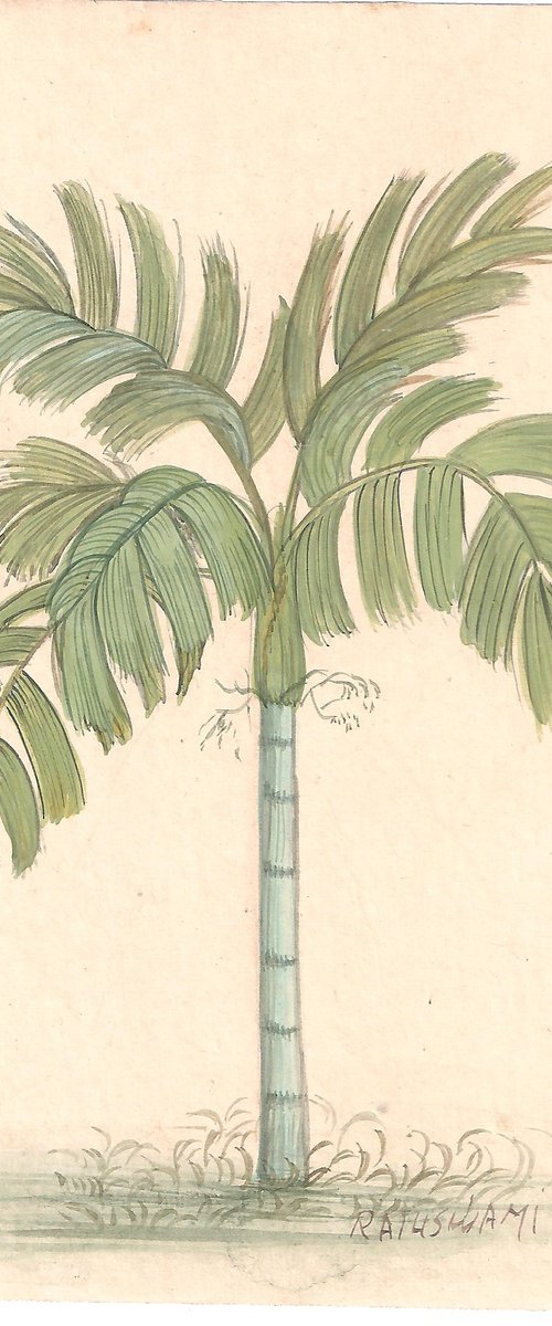 Royal Palm | Indian Miniature by Mukesh Swami
