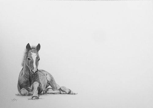 Foal by Amelia Taylor