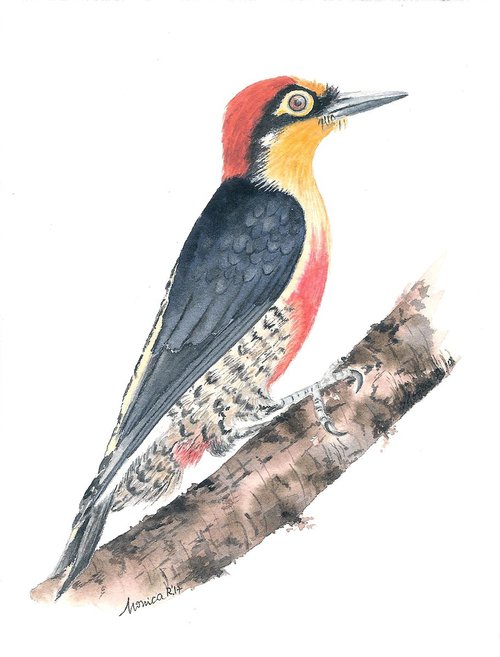 ''Yellow-fronted Woodpecker'' by Monica Rus