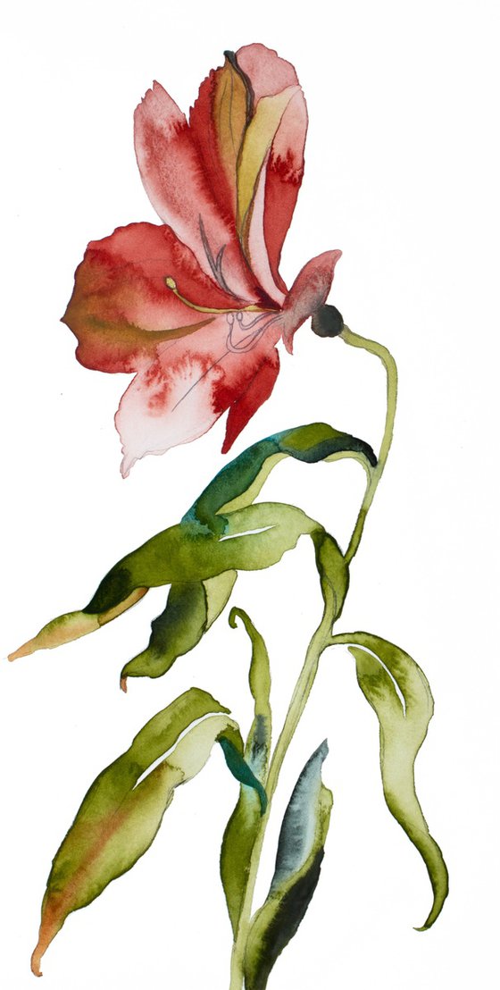 Lily No. 2