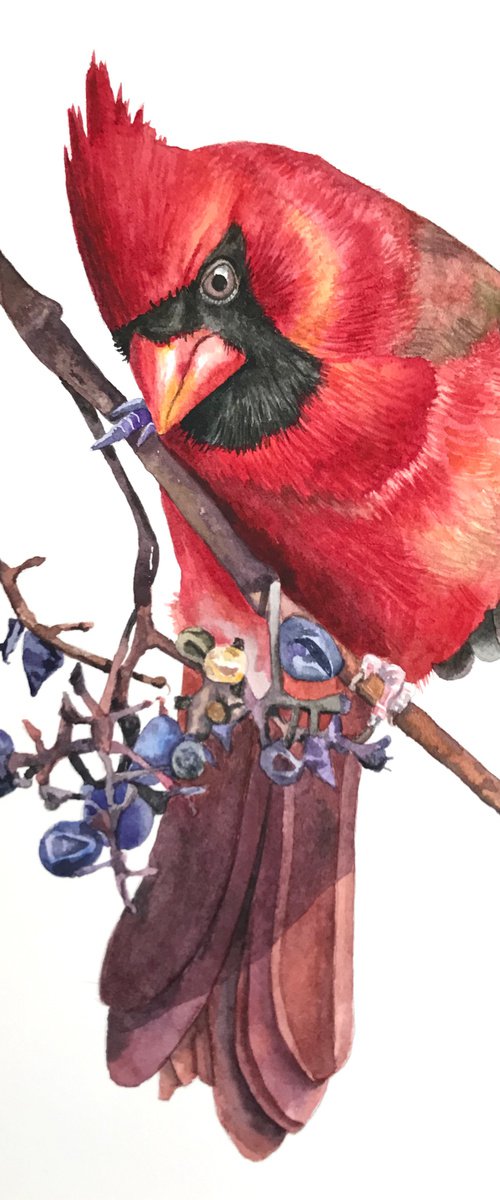 Cardinal by Lisa Lennon