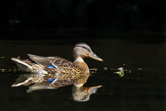 Mallard