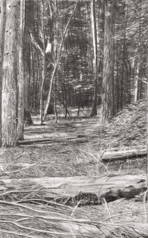 Forest III. by Christopher Witchall