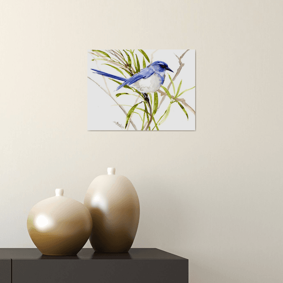 Florida Scrub Jay