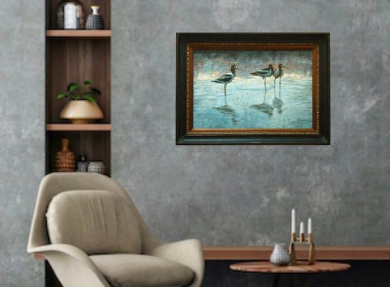 Evening - American Avocets