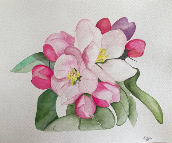 Apple blossom watercolour painting