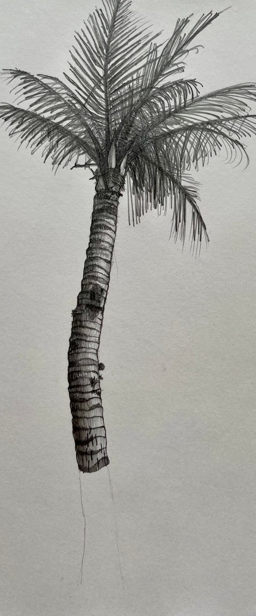 Palm Tree, Kenting by David Lloyd