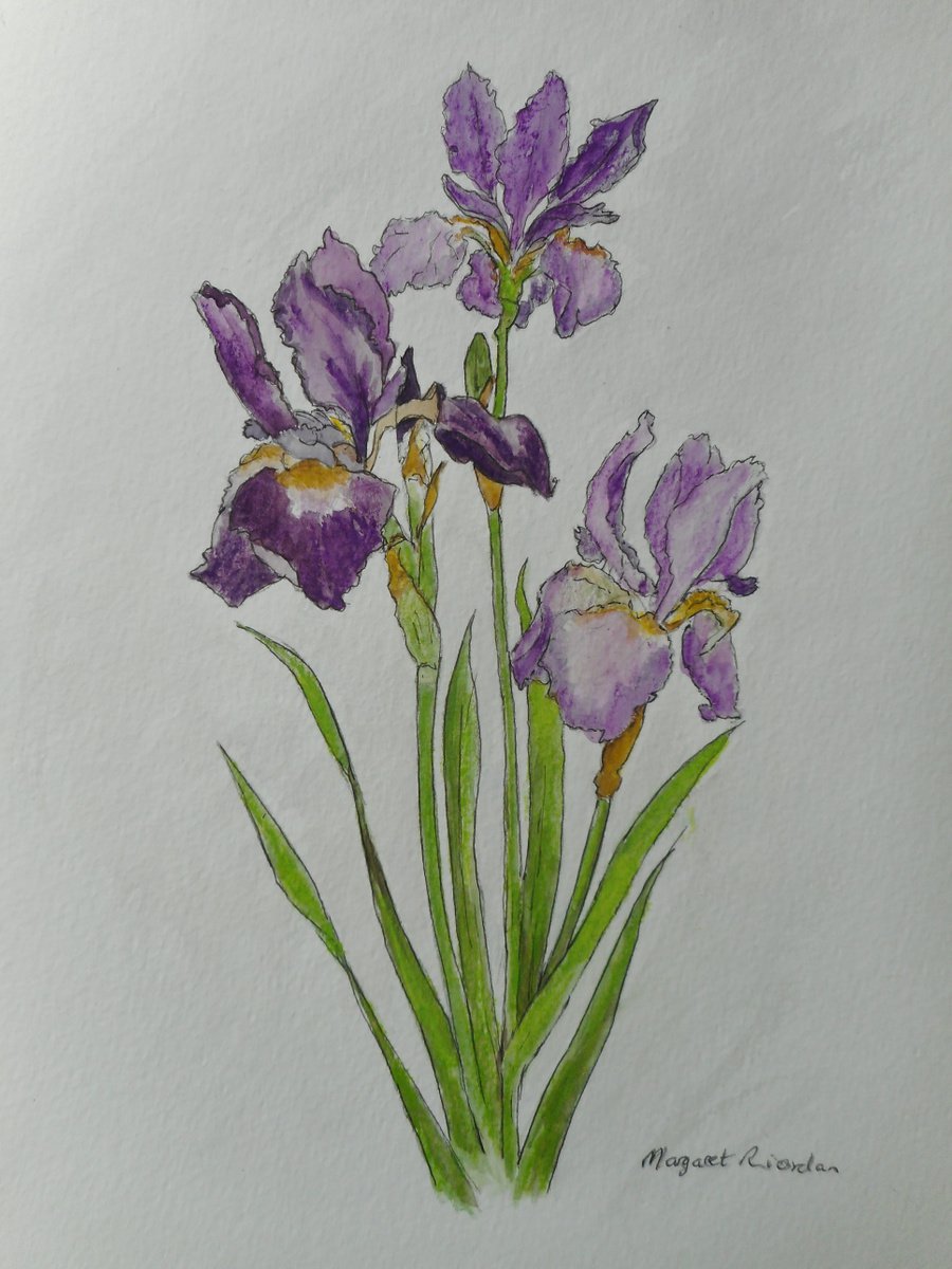 IRIS by Margaret Riordan