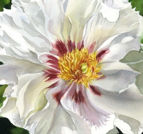 white peony