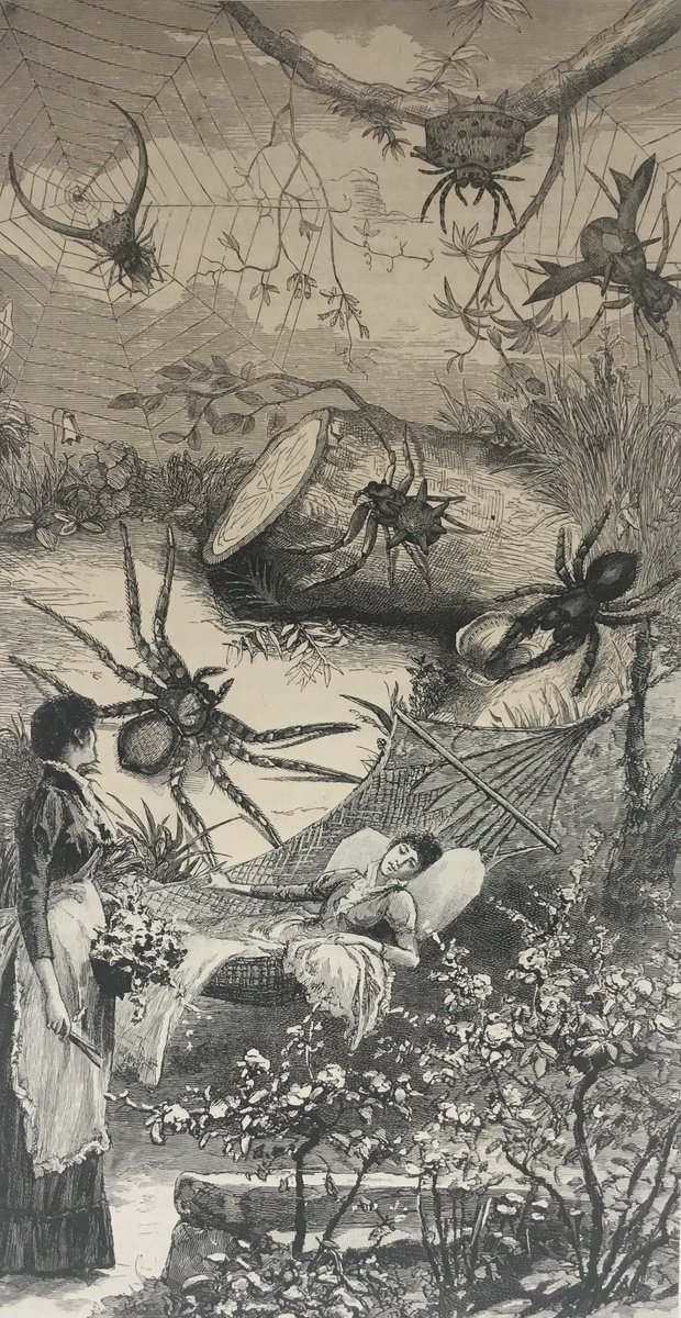 Spider Garden by Tudor Evans