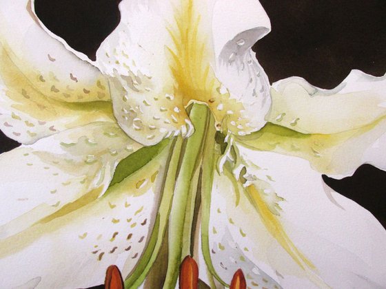 casablanca lily